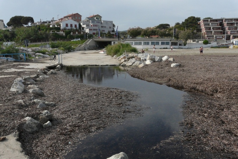 Rio Salivoli (Piombino) - rospi smeraldini in citt!